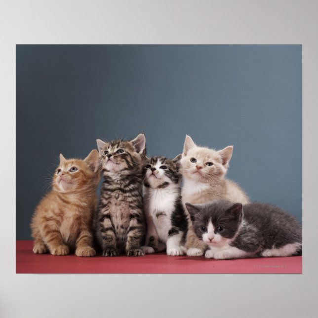 Póster Grupo de gatitos (Frente)