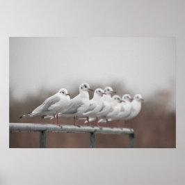 Póster Grupo de gaviotas