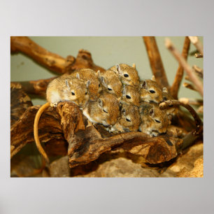 Póster Grupo de Gerbils Mongoles Meriones Unguiculatus