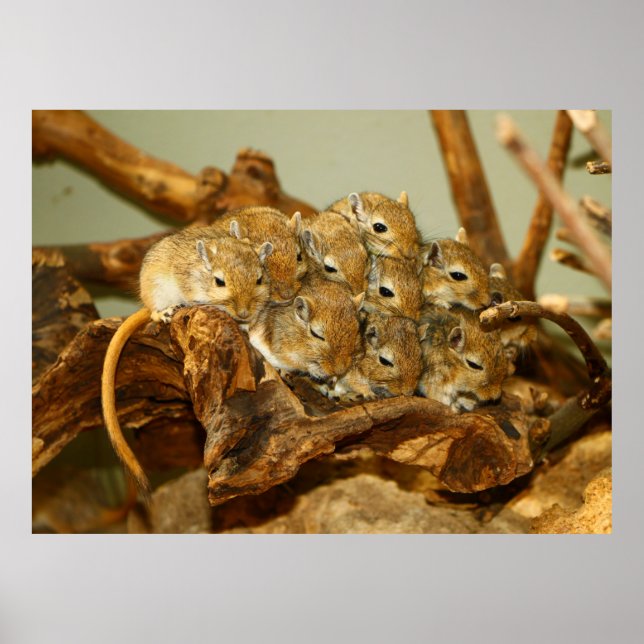 Póster Grupo de Gerbils Mongoles Meriones Unguiculatus (Frente)