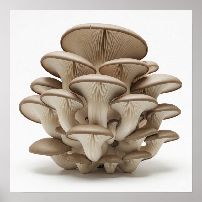 Póster Grupo de hongos ostiones (Frente)