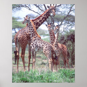 Póster Grupo de jirafas o manada con crías, Giraffa
