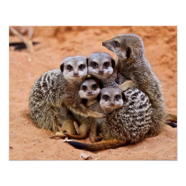 Póster Grupo de Meerkats (Anverso)