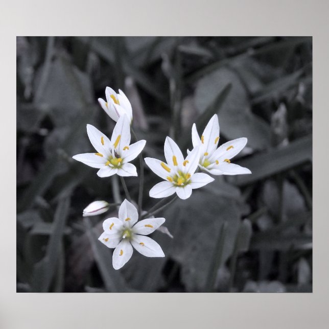 Póster Grupo de miniflores foto macro BW/Color (Frente)