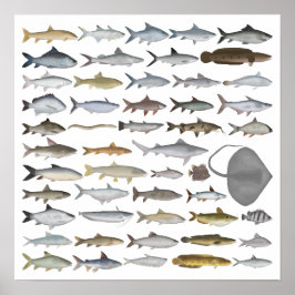 Póster Grupo de peces de agua dulce del sur de Asia