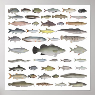 Póster Grupo de peces de la cuenca del río Nilo