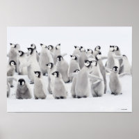 Grupo de pingüinos emperadores (Aptenodytes forste