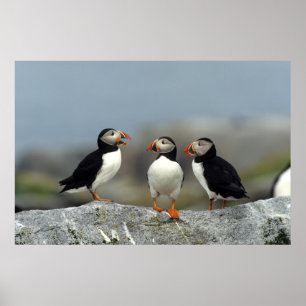 Póster Grupo de Puffin del Atlántico