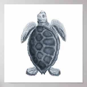 Póster Grupo de selvas de tortugas de mar gris12A impreso