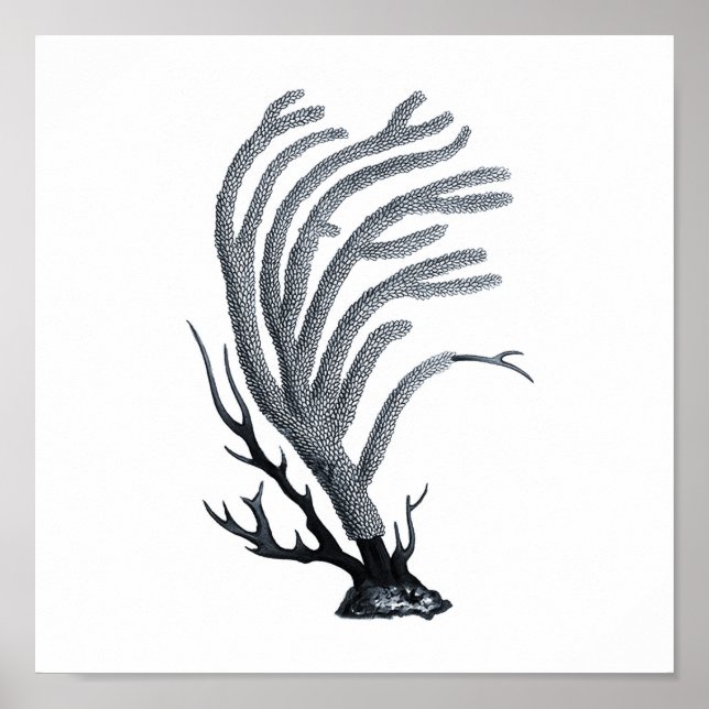 Póster Grupo de selvas grises 12A Imprimir #11 coral mari (Frente)