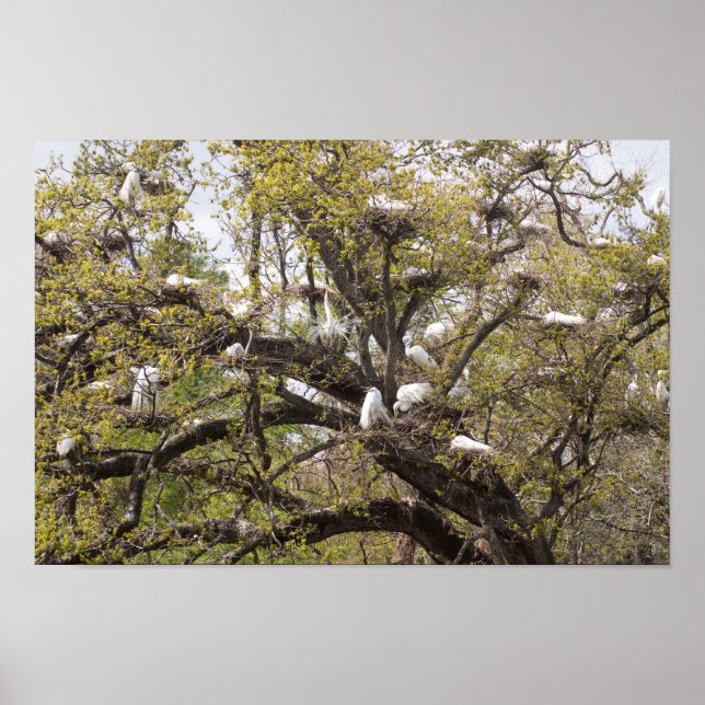 Póster grupo egret (Frente)