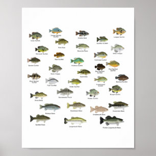 Póster Grupo Norteamericano Sunfish (nombrado)