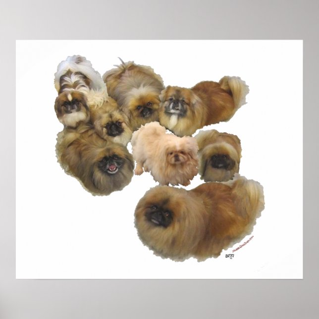 Póster Grupo Pekinés (Frente)