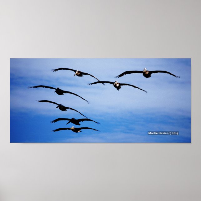 Póster Grupo Pelícano IV (Frente)