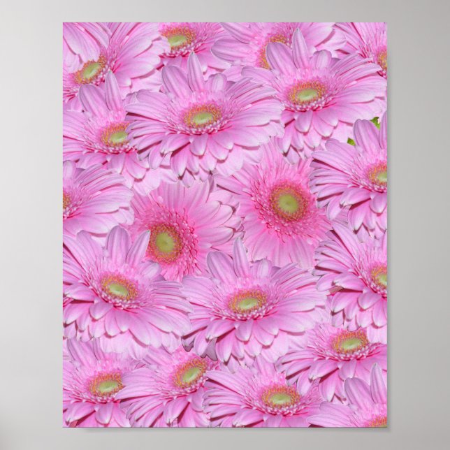 Póster Grupo Rosa De Flor Gerbera, (Frente)