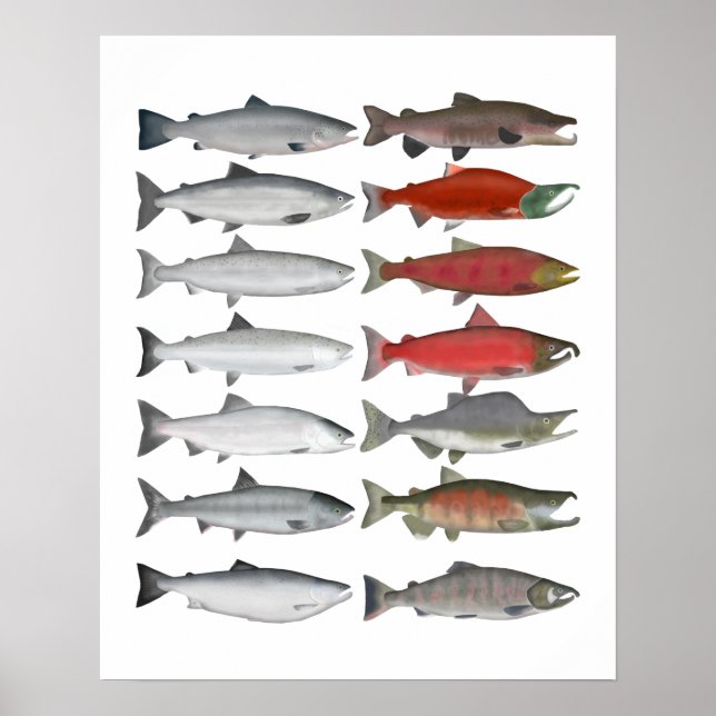 Póster Grupo Salmon (Frente)