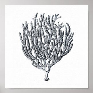 Póster Grupo Sealife12A Imprimir 1