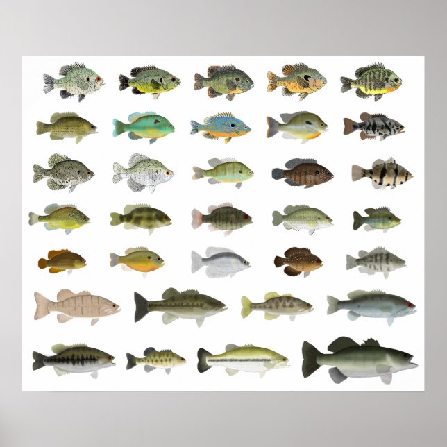 Póster Grupo Sunfish de Norteamérica (Frente)