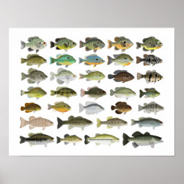 Póster Grupo Sunfish de Norteamérica