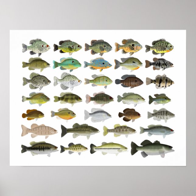 Póster Grupo Sunfish de Norteamérica (Frente)