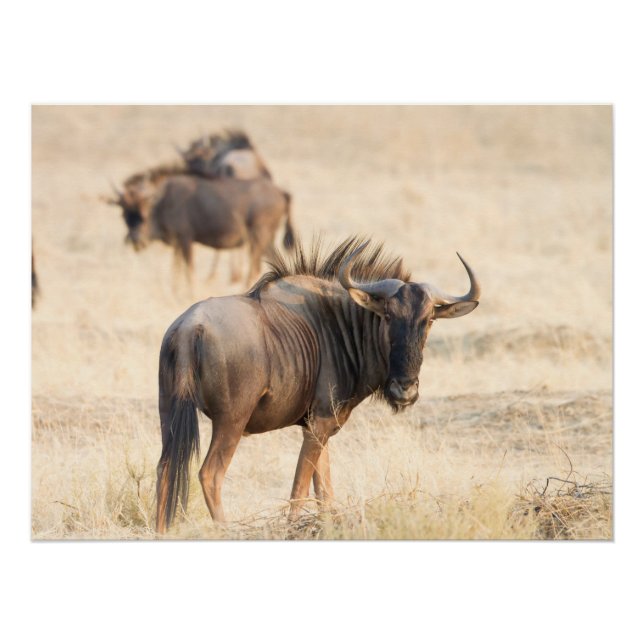 Póster Grupo Wildebeest (Anverso)