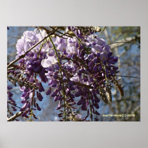 Póster Grupo Wisteria