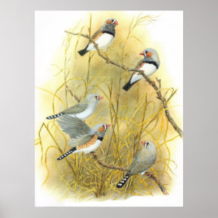Póster Grupo Zebra Finch - Taeniopygia guttata