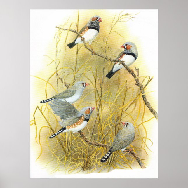 Póster Grupo Zebra Finch - Taeniopygia guttata (Frente)