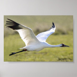Póster Grus americana (Grus americana)