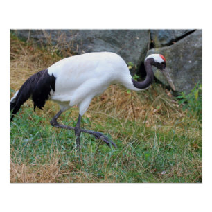 Póster Grus japonensis