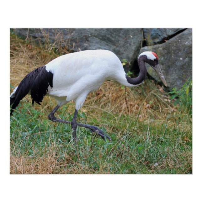 Póster Grus japonensis (Anverso)