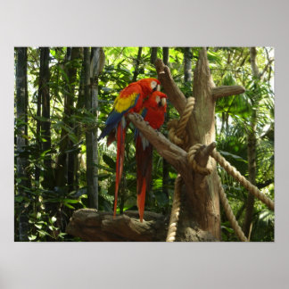 Póster Guacamayo 7 colores / Scarlet Macaw