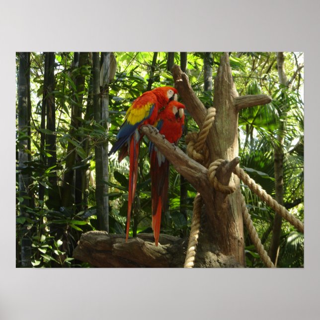 Póster Guacamayo 7 colores / Scarlet Macaw (Frente)