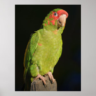 Póster Guacamayo con fondo oscuro, vista cercana