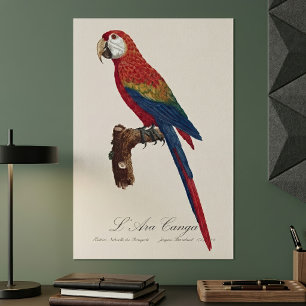 Póster Guacamayo Escarlata o Guacamayo Macao, Ara macao