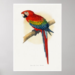 Póster Guacamayo rojo y azul