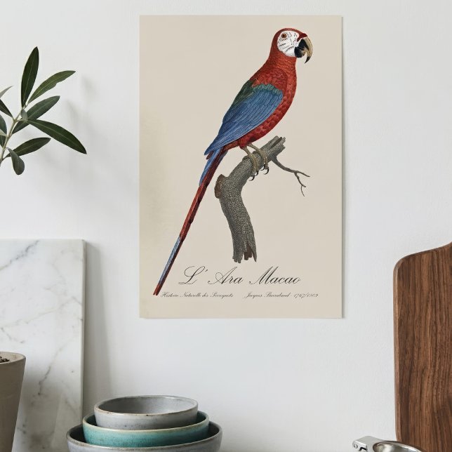 Póster Guacamayo rojo y verde, Ara chloropterus (Red-and-green Macaw, Ara chloropterus. Poster)