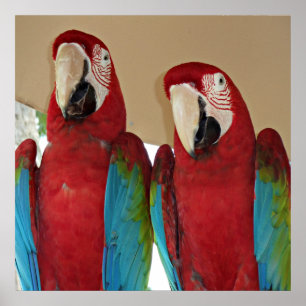 Póster Guacamayos (loros) rojos, azules y verdes