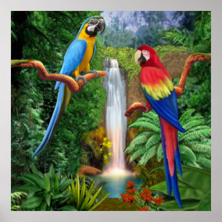 Póster Guacamayos Loros Tropicales