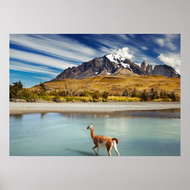 Póster Guanaco cruzando el río Torres del Paine (Frente)