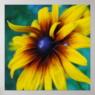 Póster Guardar la belleza