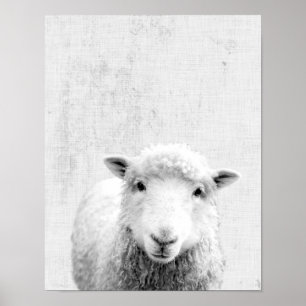 Póster Guardería minimalista de ovejas Peekaboo en blanco