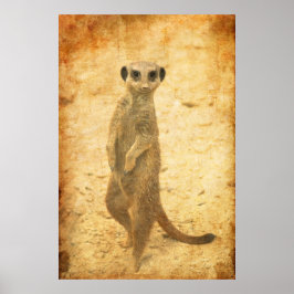 Póster Guardia de suricata