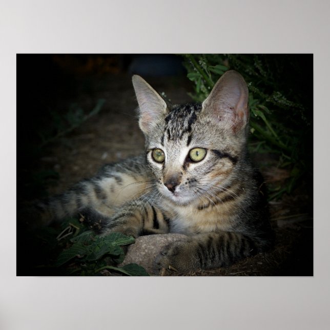 Póster Guay Cat (Frente)