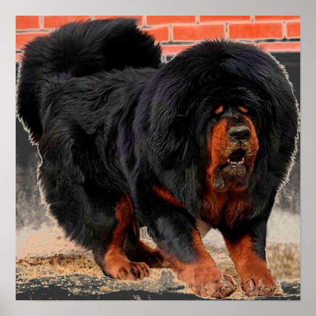 Póster Guay Dog Lover Tibetan Mastiff (Frente)