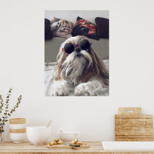 Póster Guay Shih Tzu vintage de pelo largo gafas de sol F