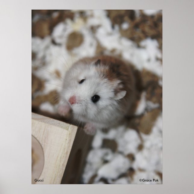 Póster Gucci Poster (Frente)