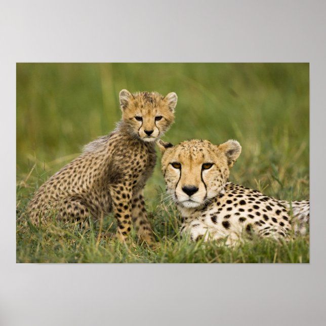 Póster Guepardo, Acinonyx jubatus, con cría (Frente)