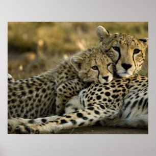 Póster Guepardo, Acinonyx jubatus, con cría en el Masai 2