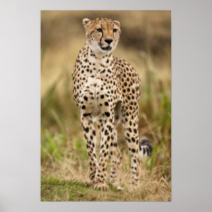 Póster Guepardo, Acinonyx jubatus, en el Masai Mara